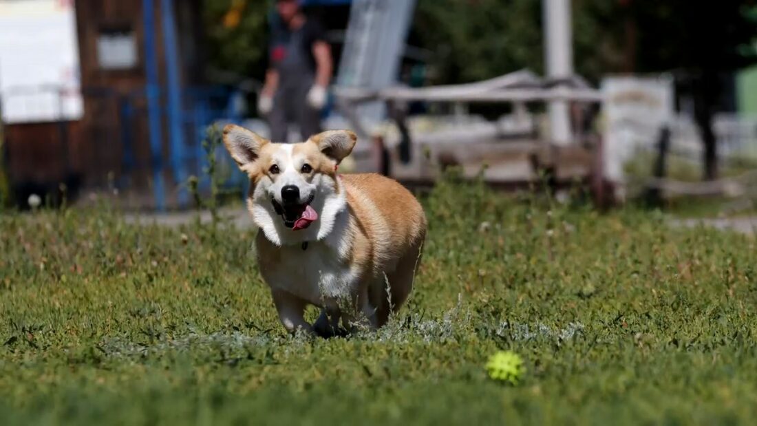 Corgi corriendo con una pelota en el césped