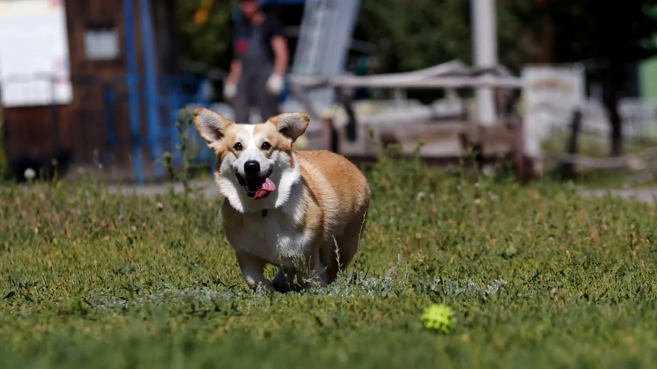 Corgi corriendo con una pelota en el césped