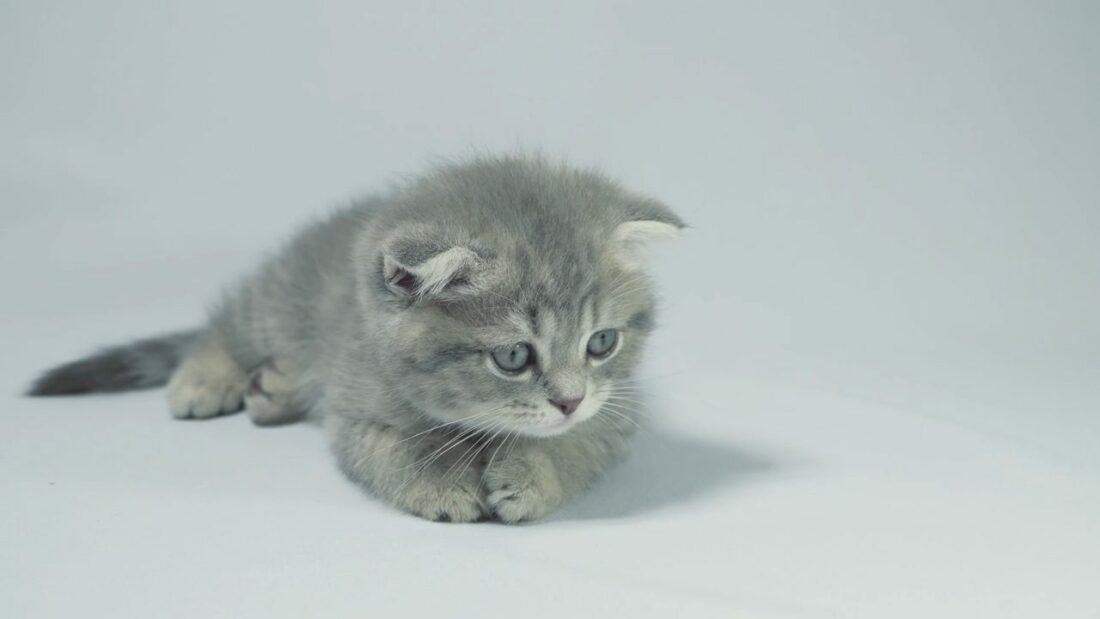 Gatito tumbado sobre fondo claro