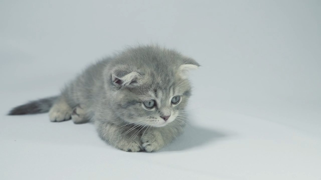 Gatito tumbado sobre fondo claro