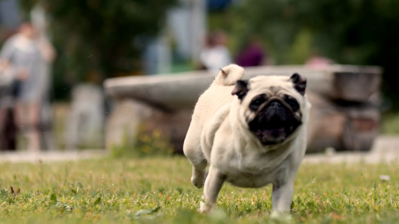 Perro carlino corriendo por un parque