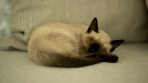 Gato siamés descansando en un sofá