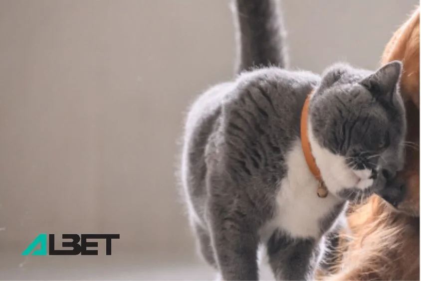 Albet, cliente de TRILOGI en el sector mascotas