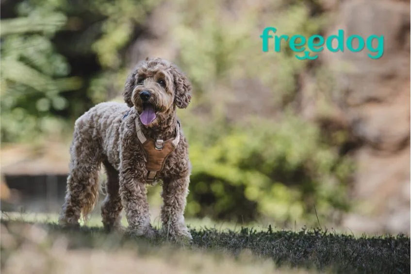 Freedog, cliente de TRILOGI en accesorios para perros