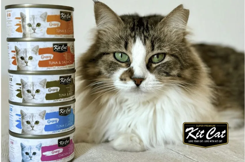 Kit Cat, cliente de TRILOGI en alimentación para gatos