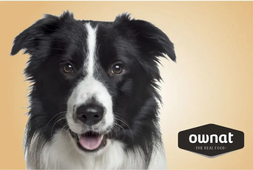 Ownat, client de TRILOGI al sector mascotes