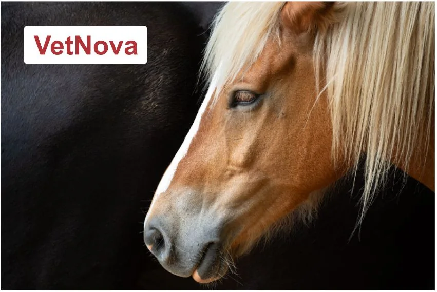 VetNova, cliente de TRILOGI en salud animal